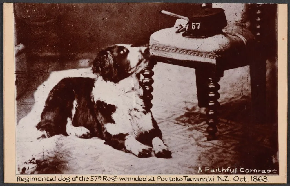 "A faithful comrade", Regimental dog of the 57th Regt. wounded at Poutoka Taranaki