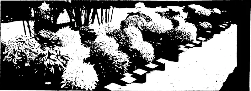 A SHOW OP CHRYSANTHEMUMS (CUT) OF THE JAPANESE VARIETIES. (Otago Witness, 14 May 1902)
