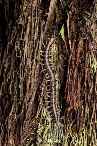 New Zealand giant centipede