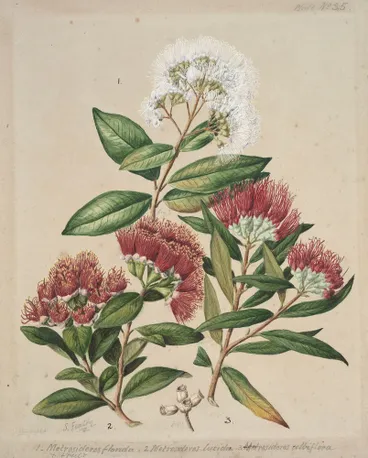 Image: 1. White rata. 2.Climbing rata. 3.Southern rata.