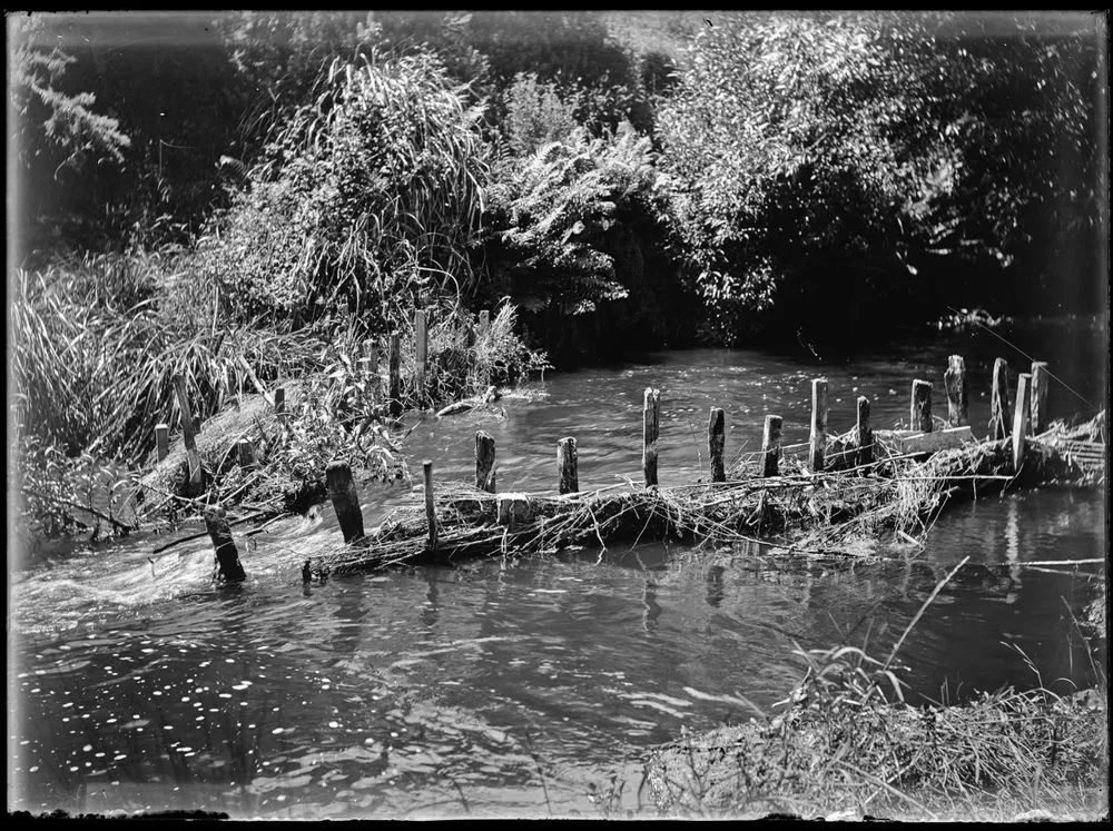 An old Maori eel-weir on the Hokio stream below the outlet of Lake Horowhenua