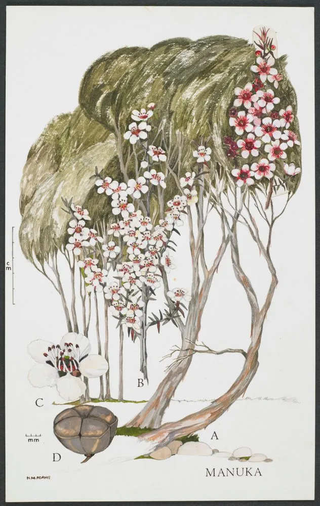 Watercolour illustration of manuka (Leptospermum scoparium), Plate 15 in 'New Zealand Native Trees'.