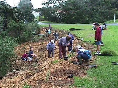 Cenchrus clandestinus