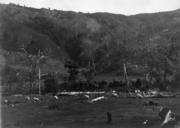 Image: Cleared land, Wainuiomata