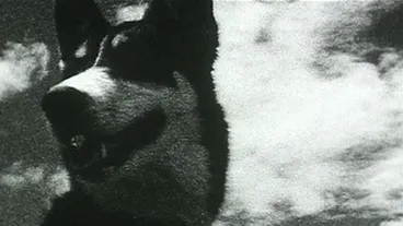 Image: This Film is a Dog