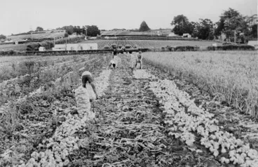 Harvesting onions, Pukekohe, 1956 Image: Harvesting onions, Pukekohe, 1956