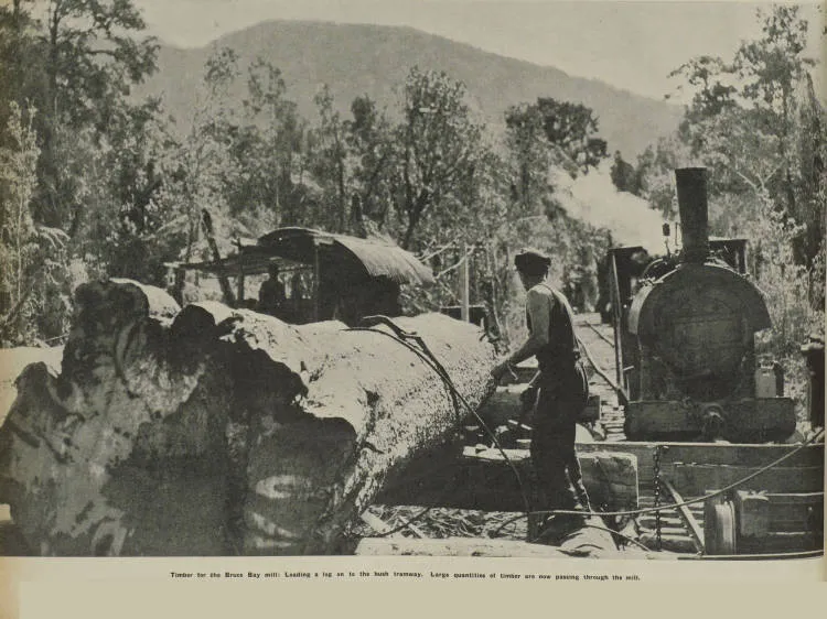 Timber for the Bruce Bay mill: loading a log on to the bush tramway. Large quantities of timber are now passing through the mill