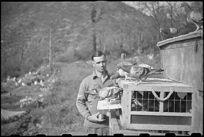 R Semple counting the birds in the loft at the end of a flight, Casale, Italy, World War II - Photograph taken by George Bull