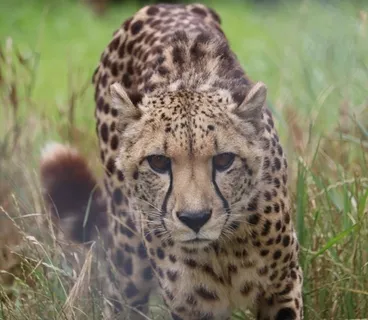 Image: Cheetah