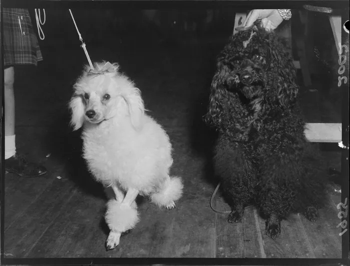 Poodles participating in the Dog Show at the Wool Store in Wellington