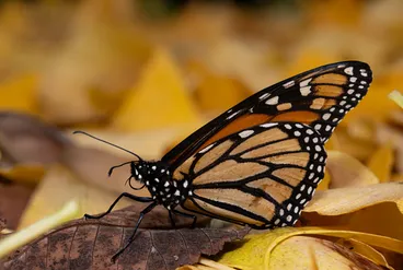 Image: Monarch