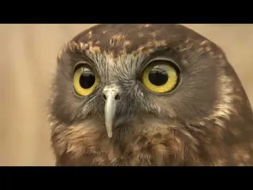 Image: Meet the Locals: Ruru