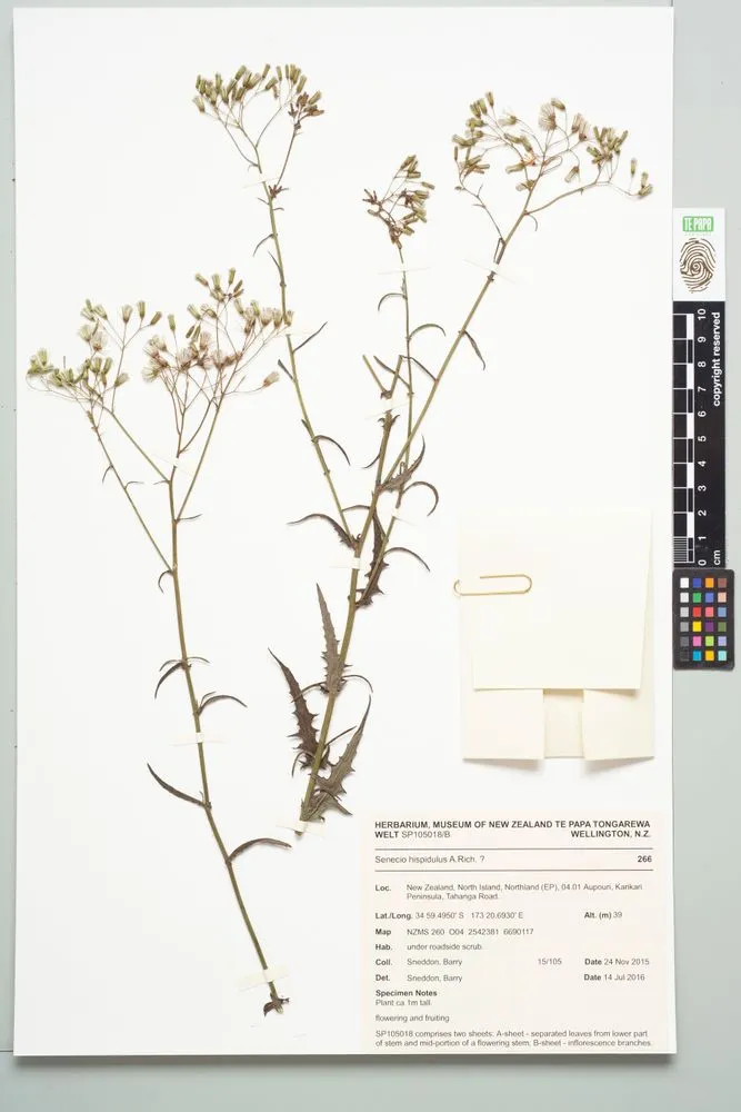 fireweed, Senecio hispidulus A.Rich. ?