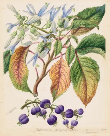 Image: Colensoa physaloides