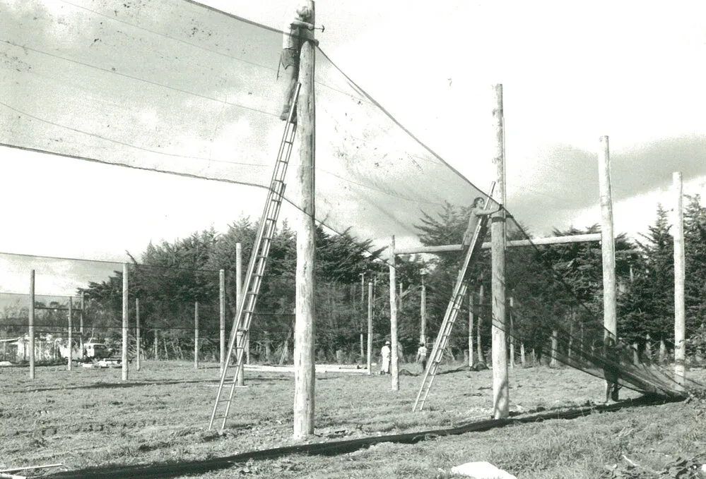 Kiwifruit shelter, 27 May 1984