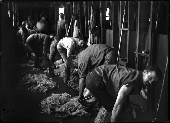 Sheep shearers at work, using electric shears