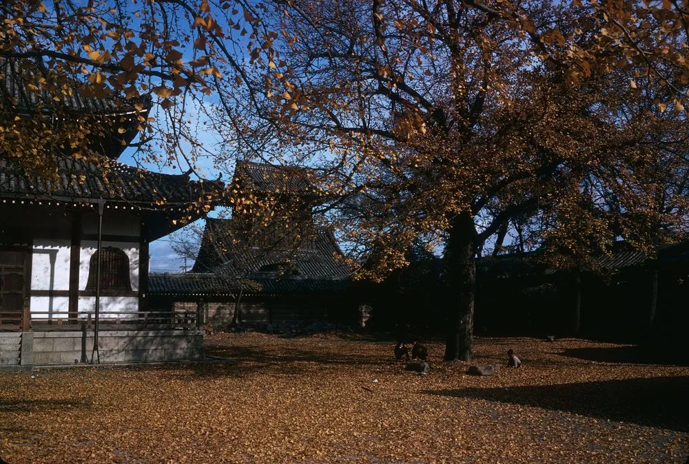 Japan series: Nishi Hongan-ji