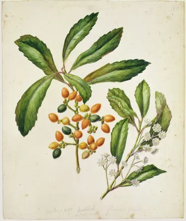 Image: Hedycarya arborea