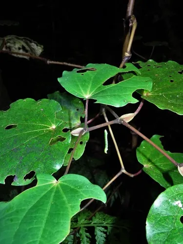 Kawakawa
