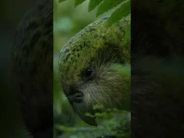 Image: Translocating kākāpō back to the mainland