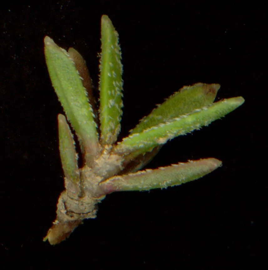 Coprosma petriei Cheeseman - Turfy coprosma