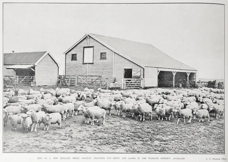 Life On A New Zealand Sheep Station