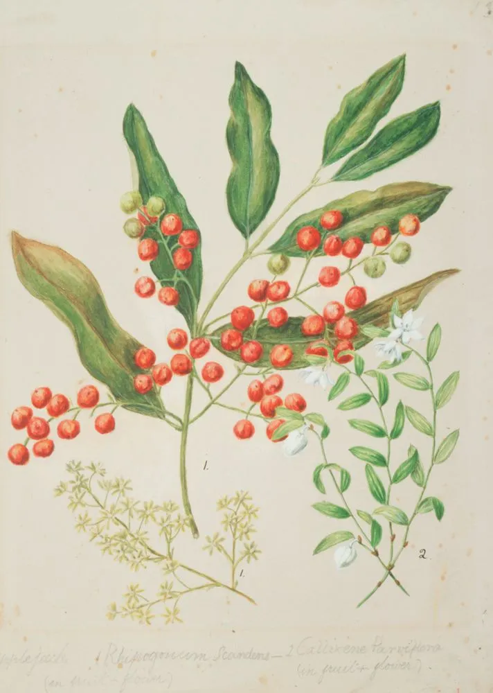 Ripogonum scandens; Luzuriaga parviflora