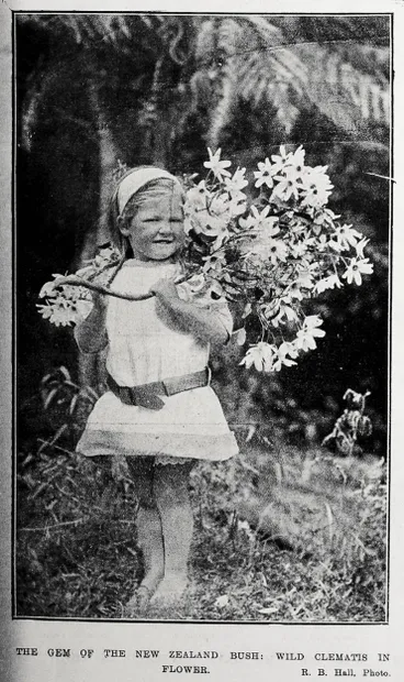 Image: The gem of the New Zealand bush: wild clematis in flower