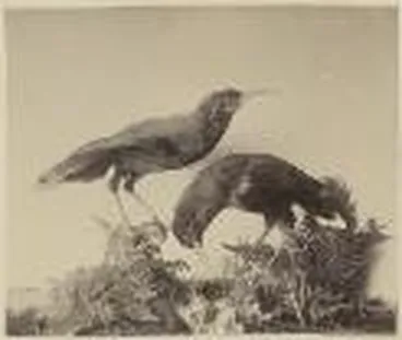 Image: Two stuffed specimens of Huia, sacred bird [picture].