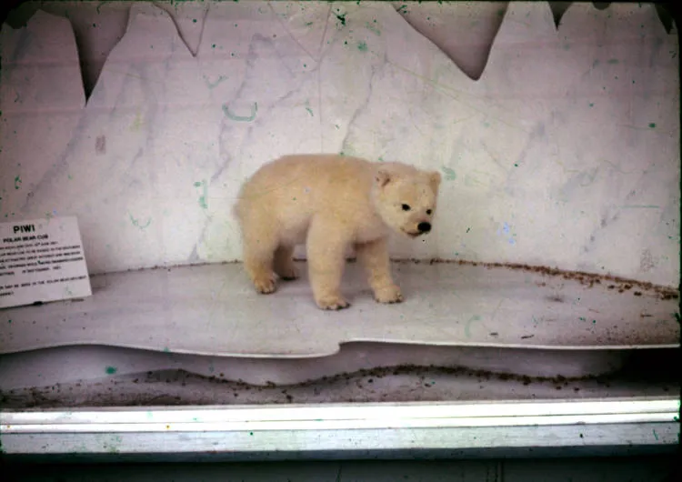 Polar bear cub Piwi at Auckland Zoo.