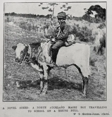 Image: A Novel Steed