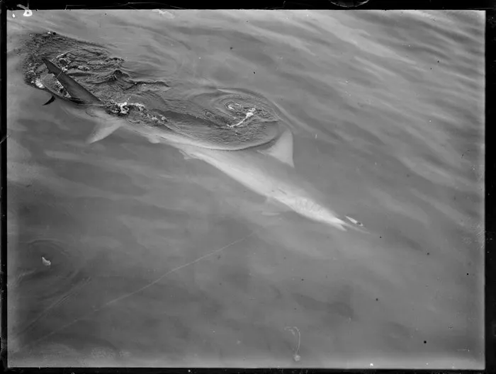 Shark in the open sea