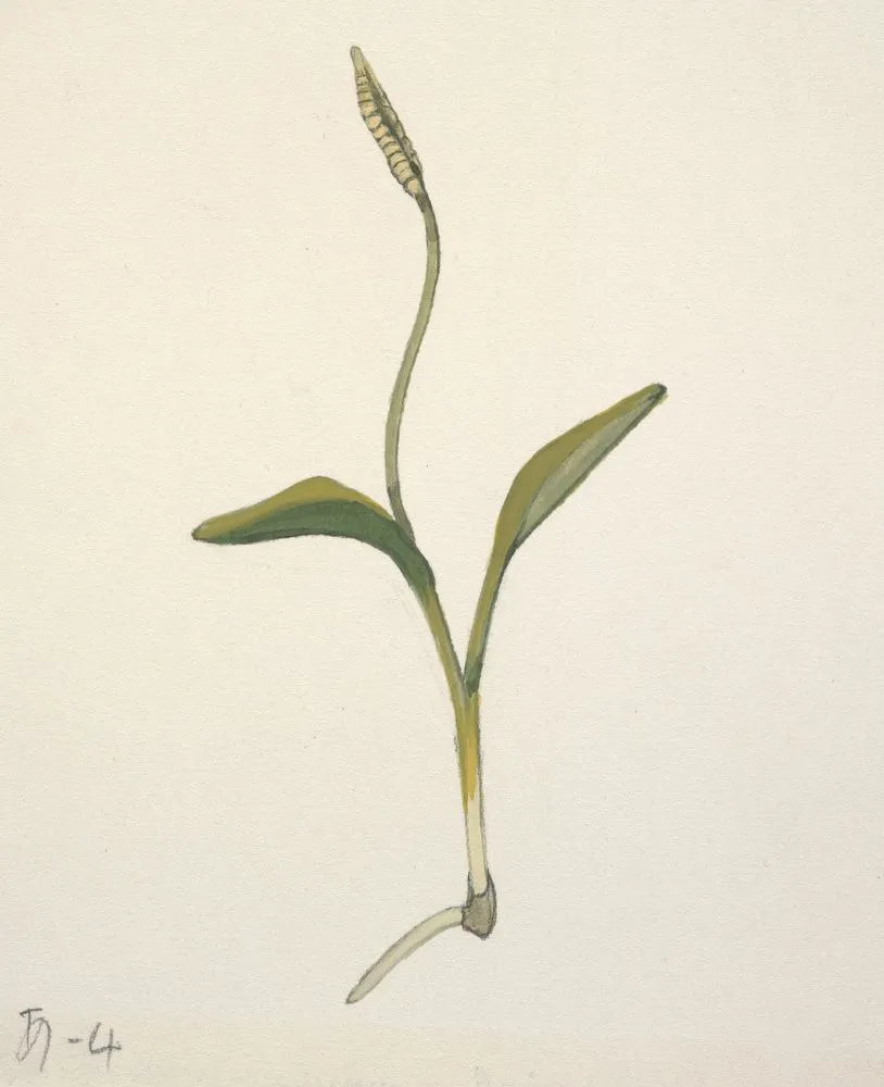 Ophioglossaceae - Ophioglossum coriaceum