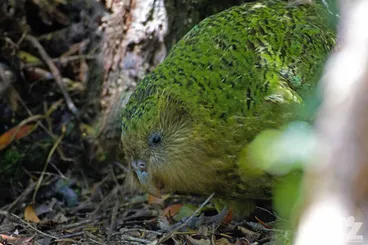 Image: Kākāpō