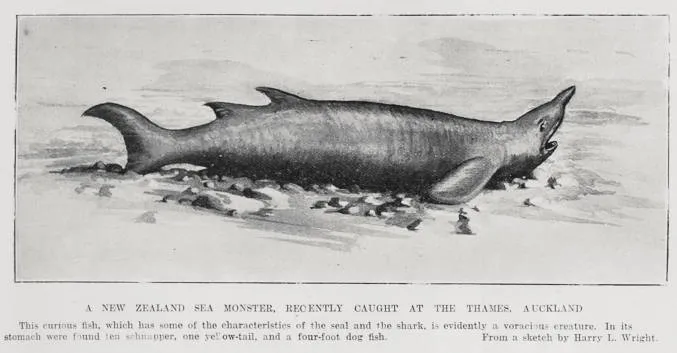 A New Zealand Sea Monster, recently caught at the Thames, Auckland