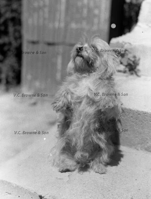 Cute dog (PB0919/11)