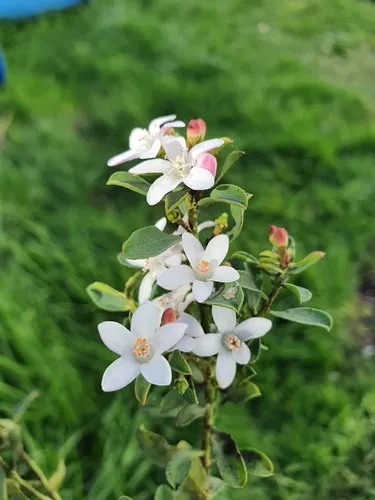 Philotheca verrucosa