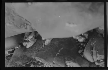 Image: Rocky shore with limpets, Eastbourne