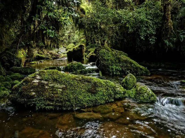 Makirikiri Stream, Paparoa Range, West Coast