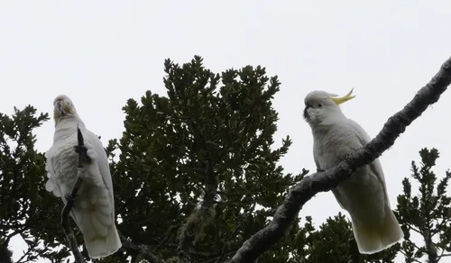 Greater sulphur-crested cockatoo