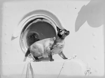 [Side-view of a cat standing in front of a ship's porthole window]