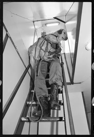 Image: Ace, a customs drug dog and his handler - Photograph taken by Phil Reid