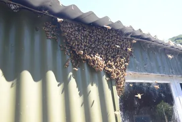 Image: Western Honey Bee