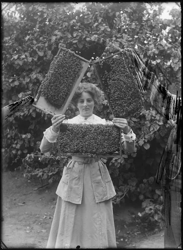 Image: Outdoors on rough ground with trees behind, an unidentified woman holding three honeycombs covered in bees, probably Christchurch region