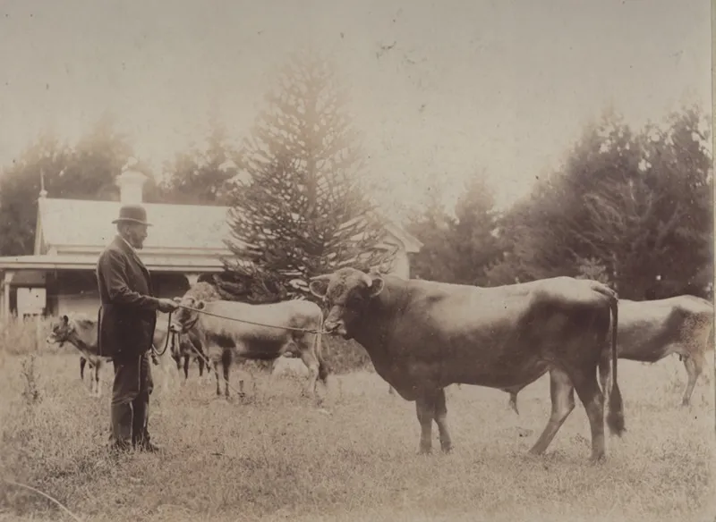 Photograph [Alfred Quertier's, Guernsey Park prize-winning Jersey Bull, Mataura]