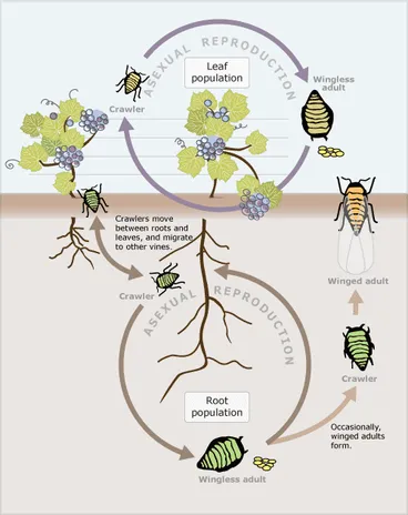 Image: Phylloxera aphid life cycle