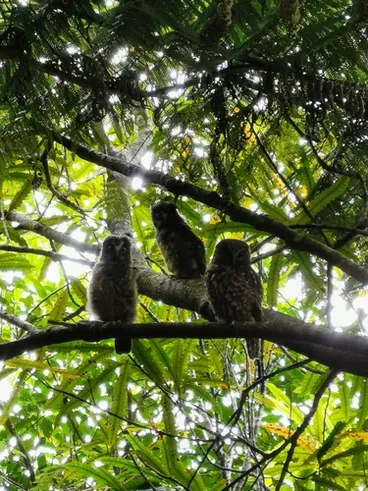 Image: Morepork