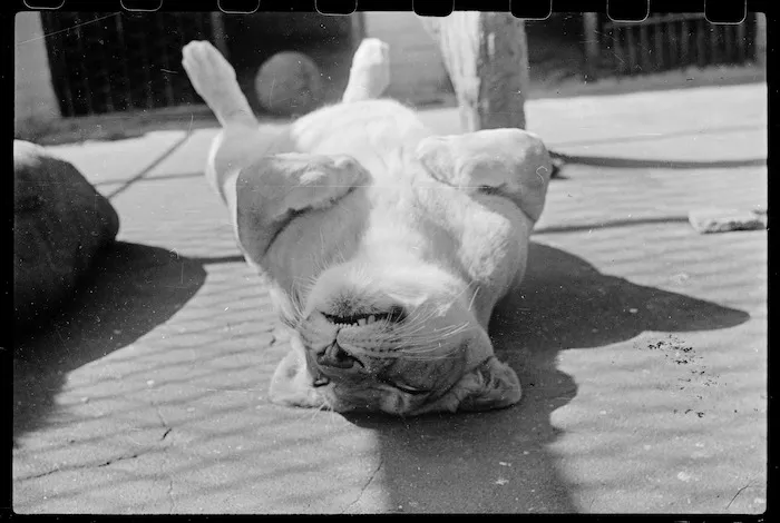 Lion at Wellington Zoo