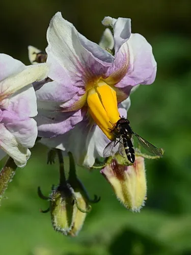Large hover fly (Melangyna novaezelandiae)