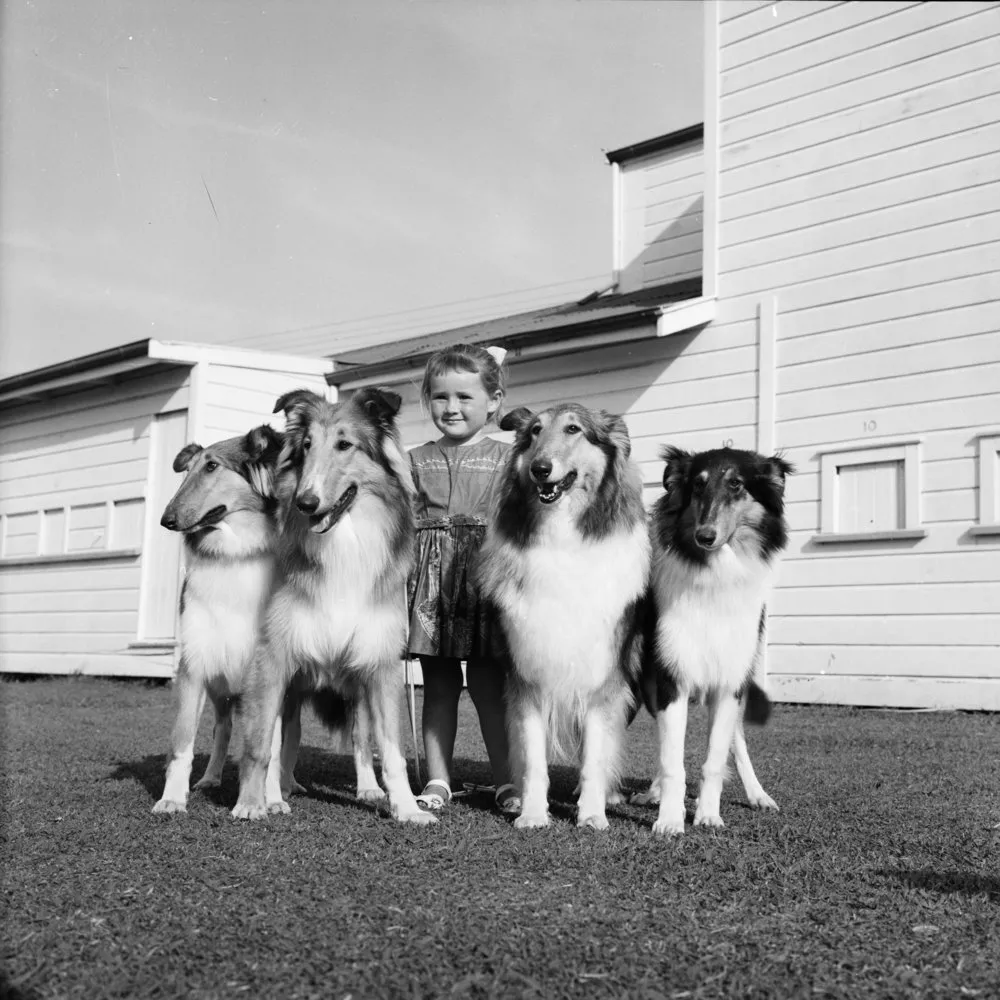 Lindy Dawkins collie dogs, 1961